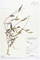 登錄號:BS02918藏品圖，第1張