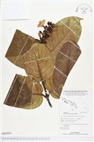 登錄號:BS02919藏品圖，第1張