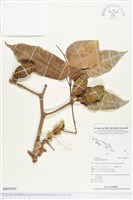 爪哇橄欖藏品圖，第1張