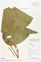 登錄號:BS02921藏品圖，第1張