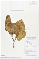 登錄號:BS02923藏品圖，第1張