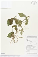 假川牛膝藏品圖，第1張