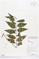 歪葉榕藏品圖，第1張