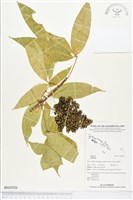 登錄號:BS02926藏品圖，第1張