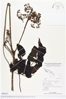 登錄號:BS02927藏品圖，第1張