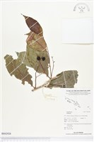 登錄號:BS02928藏品圖，第1張