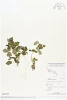 草胡椒藏品圖，第1張