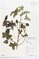 登錄號:BS02930藏品圖，第1張