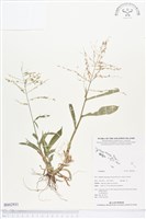 登錄號:BS02931藏品圖，第1張