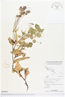 登錄號:BS02932藏品圖，第1張