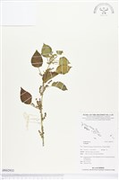 登錄號:BS02933藏品圖，第1張