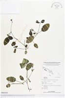 登錄號:BS02934藏品圖，第1張