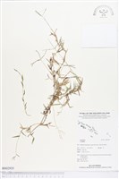 登錄號:BS02935藏品圖，第1張