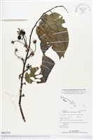 香水樹藏品圖，第1張