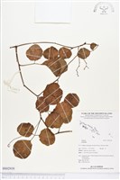 登錄號:BS02939藏品圖，第1張