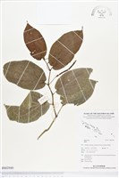 登錄號:BS02940藏品圖，第1張