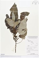 登錄號:BS02941藏品圖，第1張