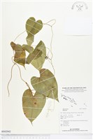 登錄號:BS02942藏品圖，第1張