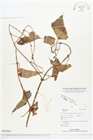 登錄號:BS02943藏品圖，第1張