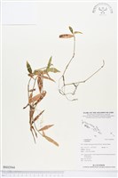 登錄號:BS02944藏品圖，第1張