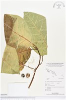 登錄號:BS02945藏品圖，第1張