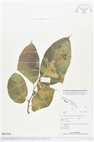 登錄號:BS02946藏品圖，第1張