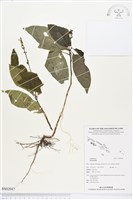 登錄號:BS02947藏品圖，第1張