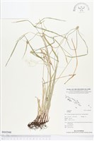 登錄號:BS02948藏品圖，第1張