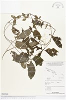 登錄號:BS02949藏品圖，第1張