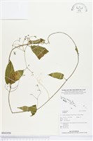 登錄號:BS02950藏品圖，第1張