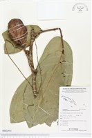 登錄號:BS02951藏品圖，第1張