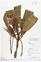 紫苞舌蘭、紫蘭藏品圖，第1張