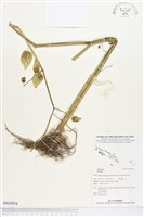 登錄號:BS02954藏品圖，第1張