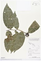 登錄號:BS02957藏品圖，第1張