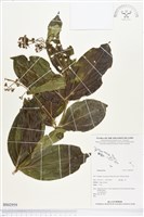 登錄號:BS02959藏品圖，第1張