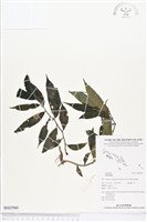 登錄號:BS02960藏品圖，第1張