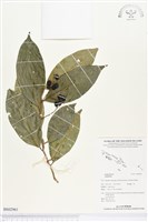 登錄號:BS02961藏品圖，第1張