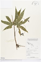 登錄號:BS02962藏品圖，第1張