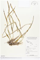 登錄號:BS02963藏品圖，第1張