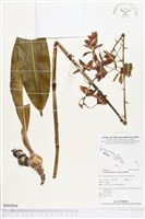 虎蘭藏品圖，第1張