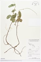 登錄號:BS02965藏品圖，第1張