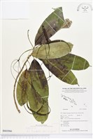 登錄號:BS02966藏品圖，第1張