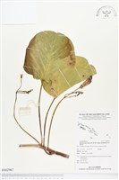 馬鞍藤藏品圖，第1張