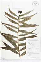 登錄號:BS02968藏品圖，第1張