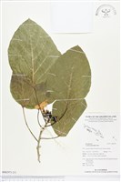 橙花破布子藏品圖，第2張