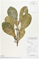 草海桐、水草藏品圖，第1張