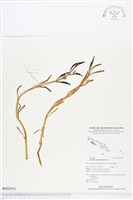 海馬齒藏品圖，第1張