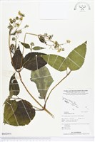 雙花蟛蜞菊藏品圖，第1張