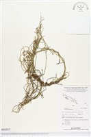 無根草藏品圖，第1張