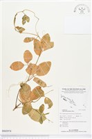 濱豇豆藏品圖，第1張